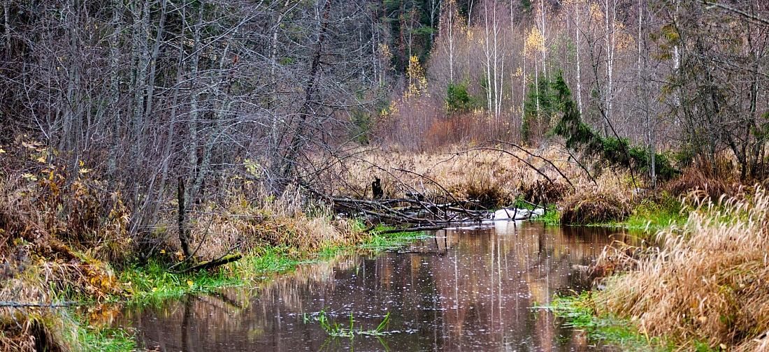 река Святичка Галичский район