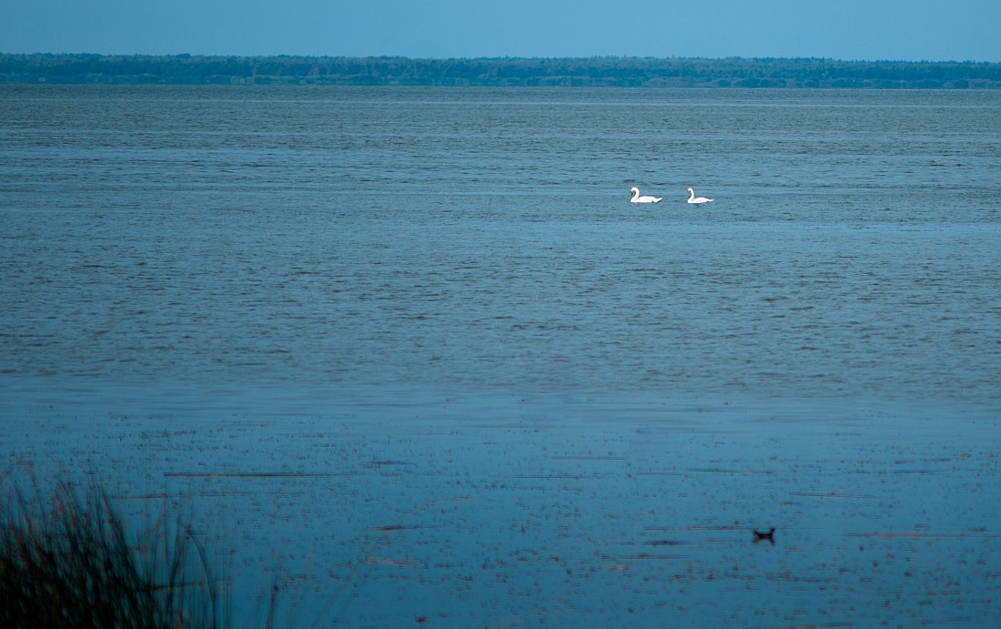 Белые лебеди на Галичском озере
