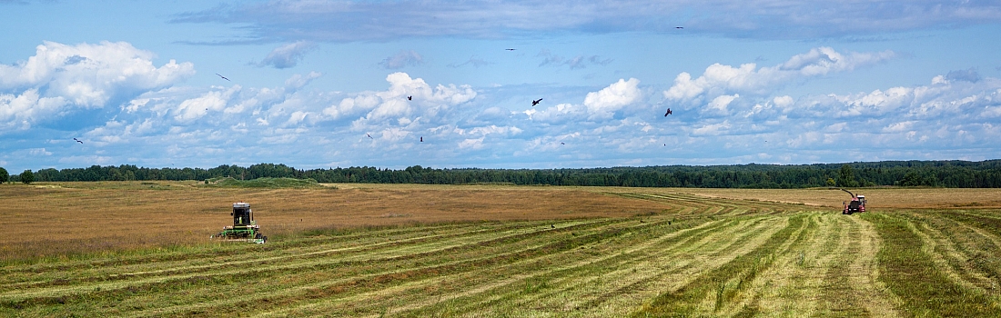 поле напротив деревни Толтуново