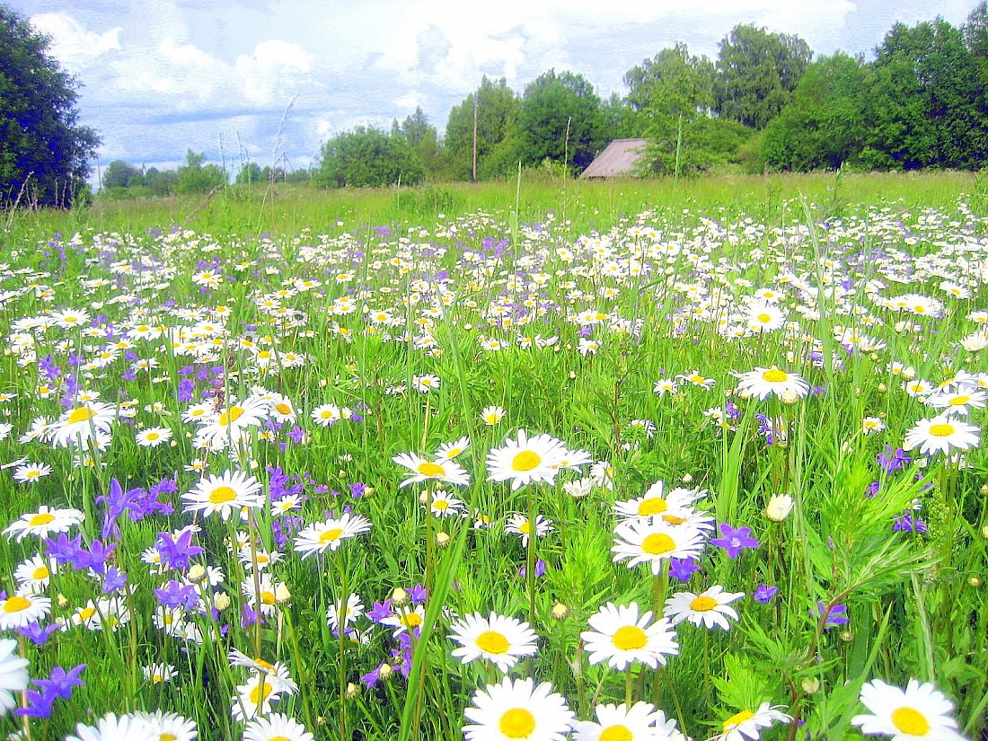 Ромашковая Русь