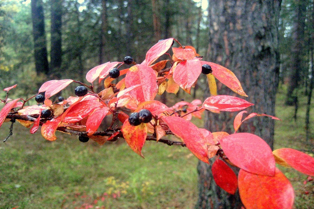 Иэ фотоальбома "Осенний вернисаж."