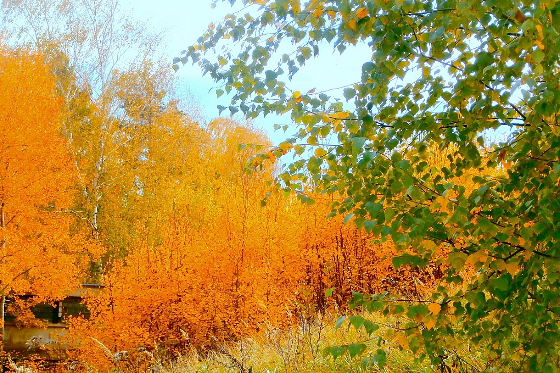 ИЗ ФОТОАЛЬБОМА "ОСЕННИЙ ВЕРНИСАЖ."