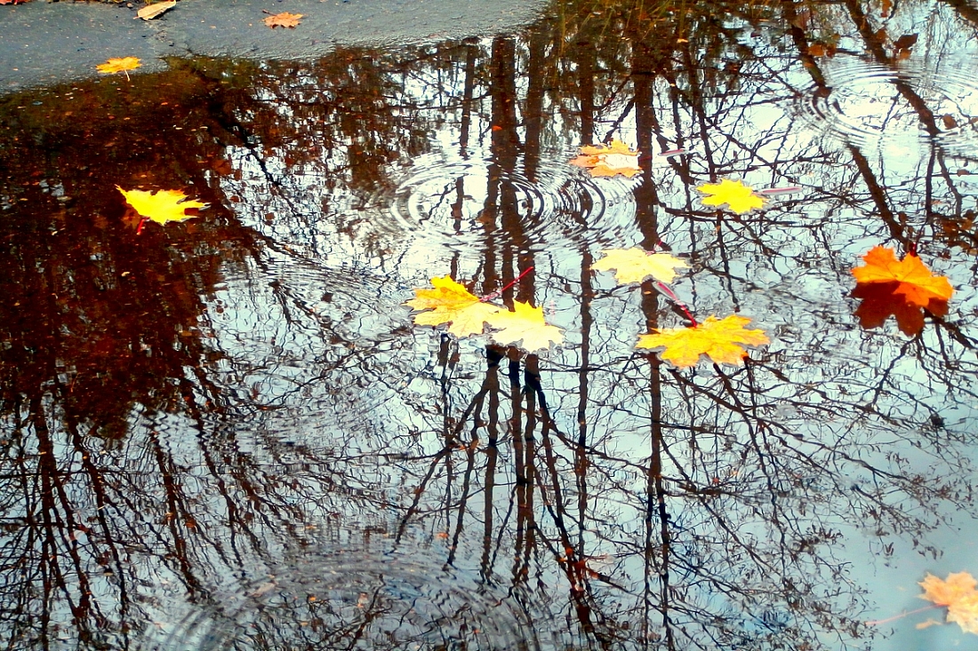 Песня осенью дождливый серый день. Фотоэтюды весны. Фотоэтюды Владимира Пчелкина. Льет осенний дождь в деревне. Песня осенний дождь Махачкала.