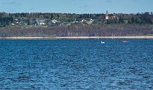 Лебедь на Галичском озере.