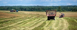 поле напротив деревни Толтуново