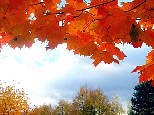 Мой фотоэтюд "Осень выкрасила клёны колдовским каким-то цветом....."