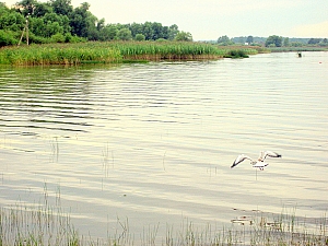 Фотоэтюд "Галич, озеро и чайка." 